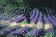 Violet Landscape